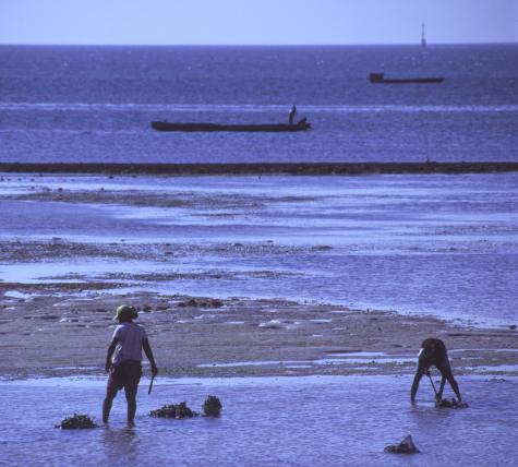 Boats wait offshore as workers break coral from the Dobo mudflats, and collect clams at the same time. 