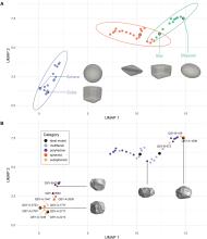 A. UMAP plot showing distinct clusters of shapes derived from SPHARM. B. UMAP plot of SPHARM-derived shape features colored by types. UMAP plot axes represent relative positions in a reduced-dimension morphospace and do not have a direct physical interpretation.