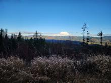 Mount Rainier visible in the background with evergreen trees and vegetation in the front