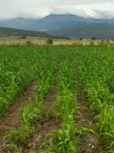2016 planting of the heirloom white flint corn field or 'milpa' of The Acequia Institute. This milpa is adapted to the high altitude environment. La Corrillera, San Luis, CO (June 2016). Photo by Devon G. Peña