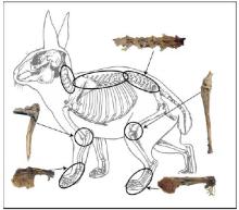 Hare skeleton drawing