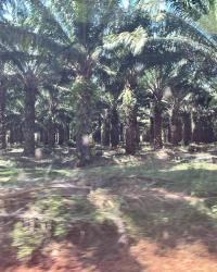 Blurry color photograph of rubber palms in Cambodia