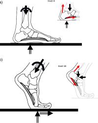 Freebody diagram of a normal foot