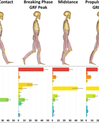 Muscle force expressed as a percentage of the Muscle Sum Muscle force expressed as a percentage of the Muscle Sum