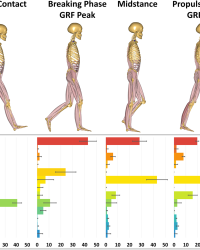 Muscle force expressed as a percentage of the Muscle Sum