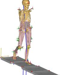 MoCap model mid-simulation of walking