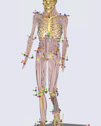 Musculoskeletal Model Musculoskeletal model