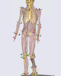 Musculoskeletal model