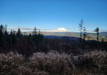 Mount Rainier visible in the background with evergreen trees and vegetation in the front