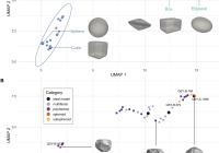 A. UMAP plot showing distinct clusters of shapes derived from SPHARM. B. UMAP plot of SPHARM-derived shape features colored by types. UMAP plot axes represent relative positions in a reduced-dimension morphospace and do not have a direct physical interpretation.