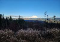 Mount Rainier visible in the background with evergreen trees and vegetation in the front