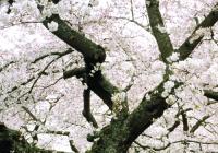 Close up of a blooming cherry tree on the UW quad