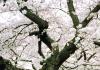 Close up of a blooming cherry tree on the UW quad