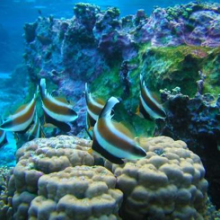 Photo of fish swimming in a coral reef